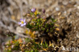 Rock Sea-spurrey (Spergularia rupicola)