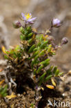 Rock Sea-spurrey (Spergularia rupicola)