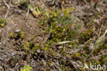 Rock Sea-spurrey (Spergularia rupicola)