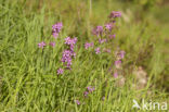 Rode pekanjer (Lychnis viscaria)