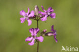 Rode pekanjer (Lychnis viscaria)