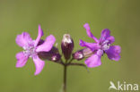 Sticky Catchfly (Lychnis viscaria)