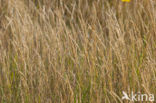Rood zwenkgras s.s. (Festuca rubra)