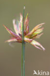 Toad Rush (Juncus minutulus)