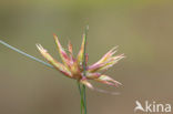 Toad Rush (Juncus minutulus)