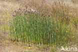 Ruwe bies (Schoenoplectus tabernaemontani)