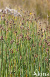 Ruwe bies (Schoenoplectus tabernaemontani)