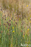 Ruwe bies (Schoenoplectus tabernaemontani)