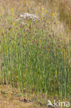 Ruwe bies (Schoenoplectus tabernaemontani)