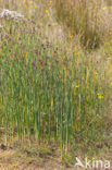 Ruwe bies (Schoenoplectus tabernaemontani)