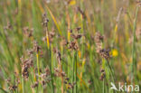 Grey Club-rush (Schoenoplectus tabernaemontani)