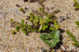 Sand Bedstraw (Galium arenarium)