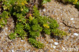 Sand Bedstraw (Galium arenarium)