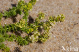 Sand Bedstraw (Galium arenarium)