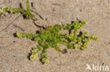 Sand Bedstraw (Galium arenarium)