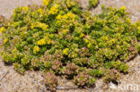 Sand Bedstraw (Galium arenarium)