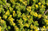 Sand Bedstraw (Galium arenarium)