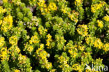 Sand Bedstraw (Galium arenarium)