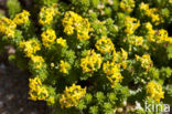 Sand Bedstraw (Galium arenarium)