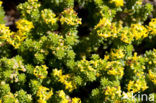 Sand Bedstraw (Galium arenarium)