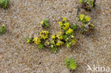 Sand Bedstraw (Galium arenarium)
