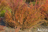Annual-seablite (Suaeda maritima)