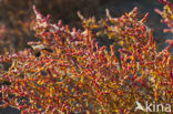 Annual-seablite (Suaeda maritima)
