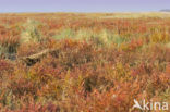 Annual-seablite (Suaeda maritima)