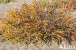 Annual-seablite (Suaeda maritima)