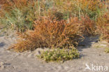 Annual-seablite (Suaeda maritima)