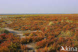 Annual-seablite (Suaeda maritima)