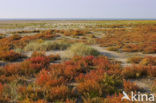 Annual-seablite (Suaeda maritima)