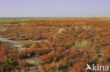 Annual-seablite (Suaeda maritima)