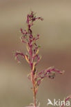 Annual-seablite (Suaeda maritima)