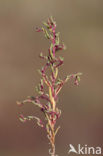 Annual-seablite (Suaeda maritima)