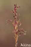 Annual-seablite (Suaeda maritima)
