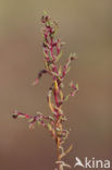 Schorrekruid (Suaeda maritima)