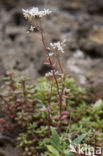 Rusty Back (Asplenium ceterach)