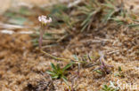 Silene portensis