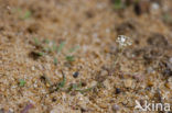 Silene portensis