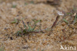 Silene portensis