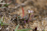 Silene portensis