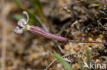 Silene portensis