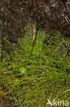 Slender Club-rush (Isolepis cernua)
