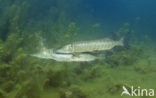 Northern Pike (Esox lucius)