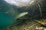 Snoek (Esox lucius)