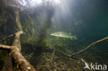 Northern Pike (Esox lucius)