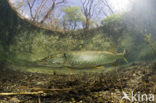 Northern Pike (Esox lucius)