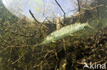 Northern Pike (Esox lucius)