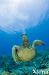 Green Turtle (Chelonia mydas) 